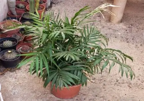 La Palmera Lounge: краткий обзор