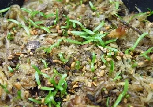 саррацения