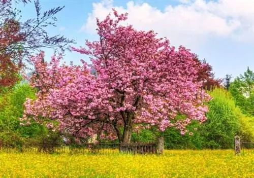 Как деревья могут размножаться?