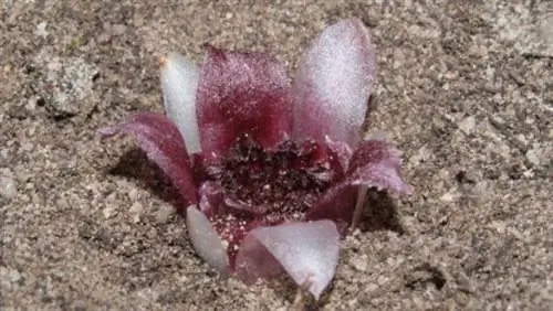 подземные гребни