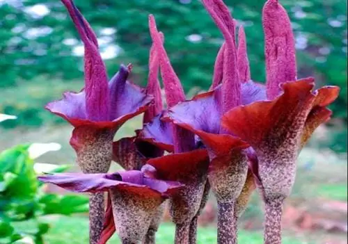 Своеобразный цветок, Amorphophallus konjac