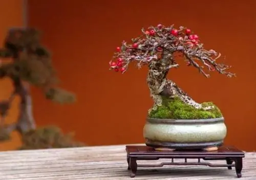 Бонсай Маме