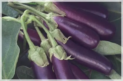 гензель баклажаны