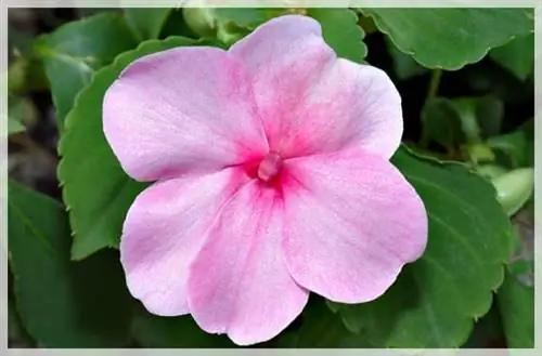 нетерпеливый