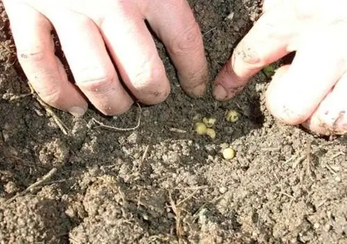 посадка в грунт