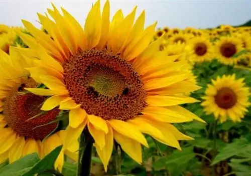 Подсолнух