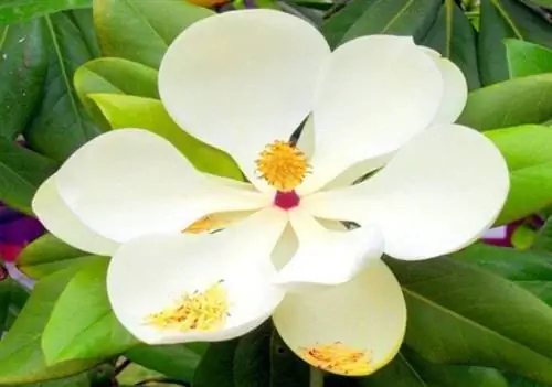 Натуральные средства и удобрения для ваших растений