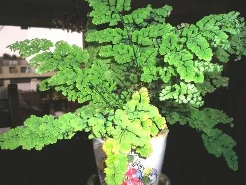 папоротник