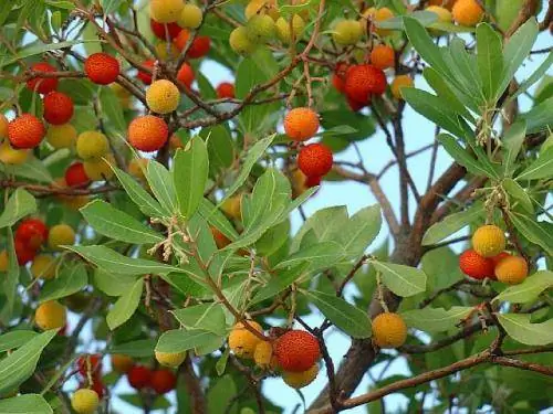 Клубничное дерево в саду