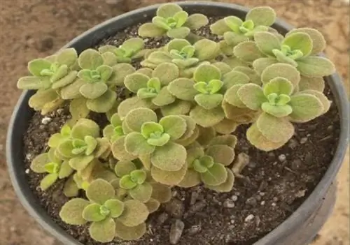 Plectranthus caninus, растение с запахом лимона