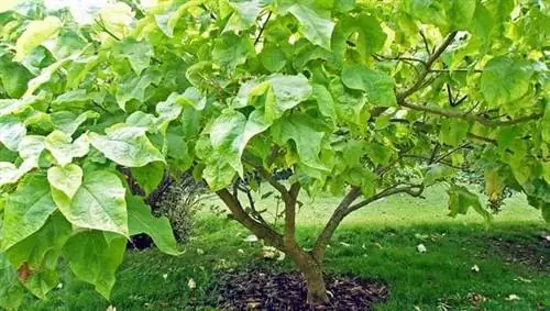 Catalpa bungei, декоративное дерево