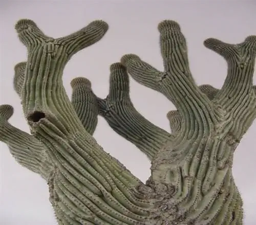 Pachycereus pringlei Pachycereus pringlei