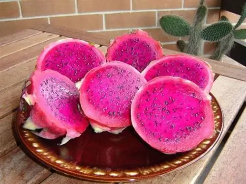 Питайя, экзотический фрукт… и очень вкусный