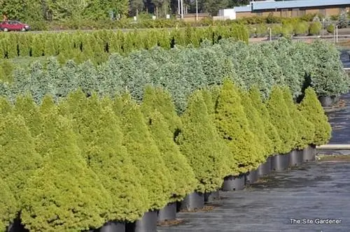 Picea Glauca Conica Picea Glauca Conica