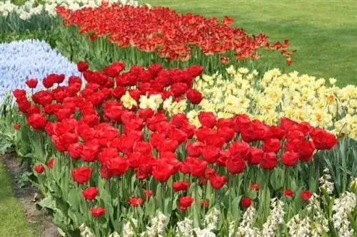 Самые красивые тюльпаны