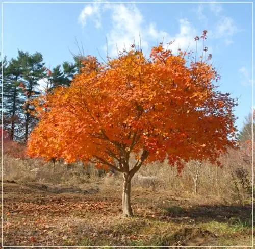 Клен корейский