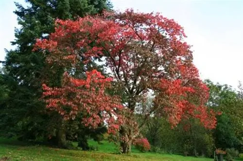 Prunus sargentii