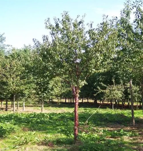 Prunus serrula tibetica
