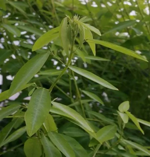 Desmodium gyrans, танцующее растение?