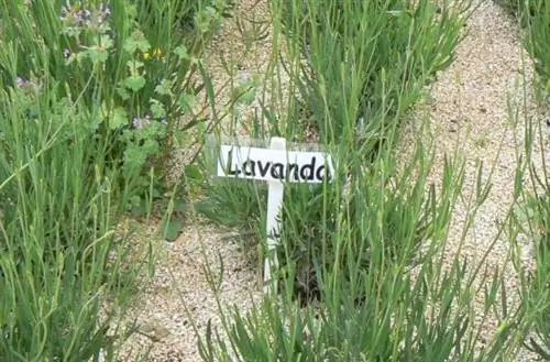 лаванда
