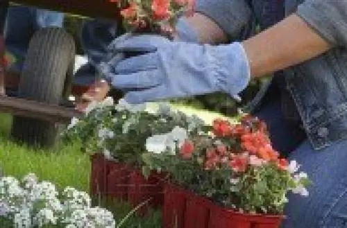 Растения для отпугивания вредителей