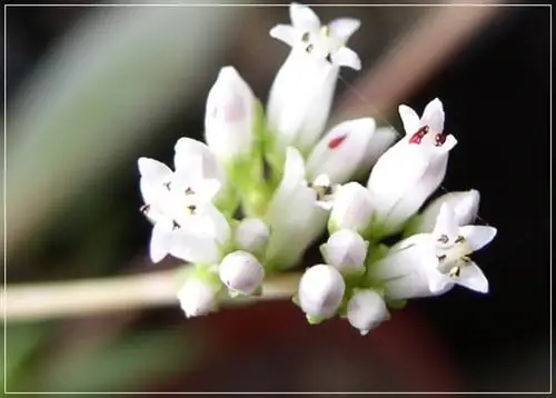 Crassula sp в цветке Crassula sp в цветке
