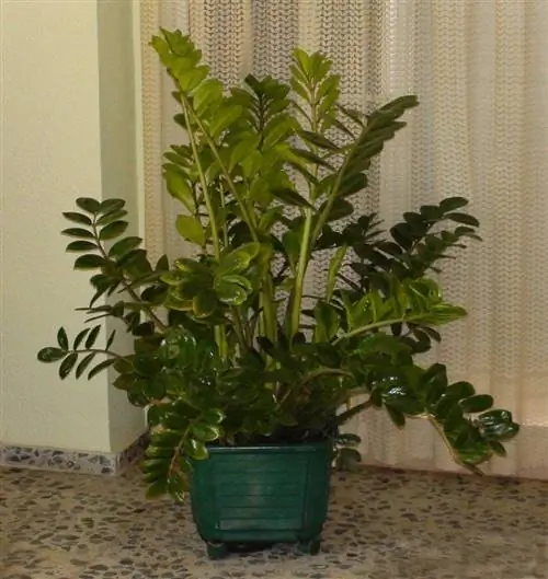 Замиокулька Замиокулька