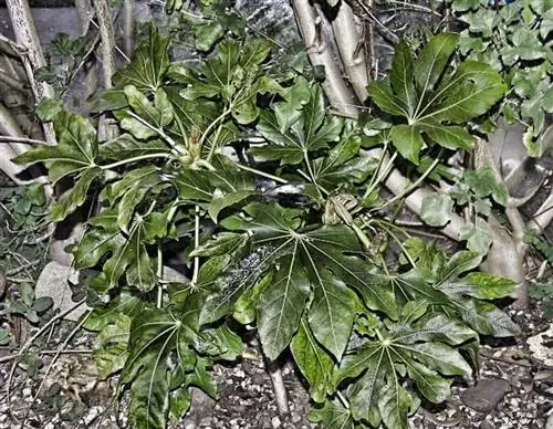 касторовая фасоль