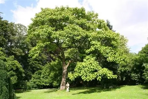 Древо Жизни Paulownia Tomentosa