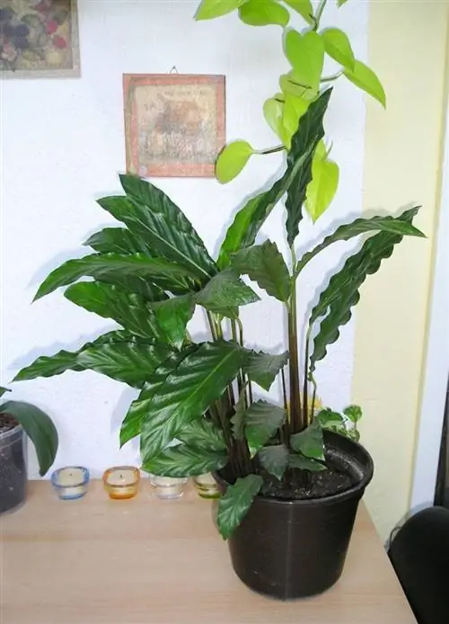 Калатея
