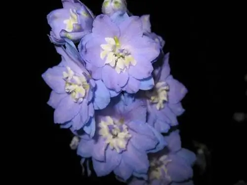 Дельфиниум