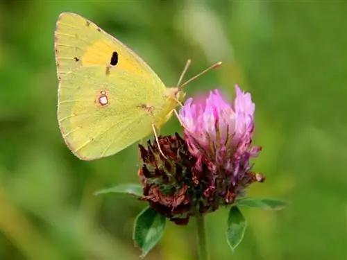 Цветы, привлекающие бабочек
