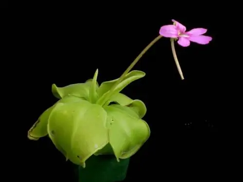 пингвикула