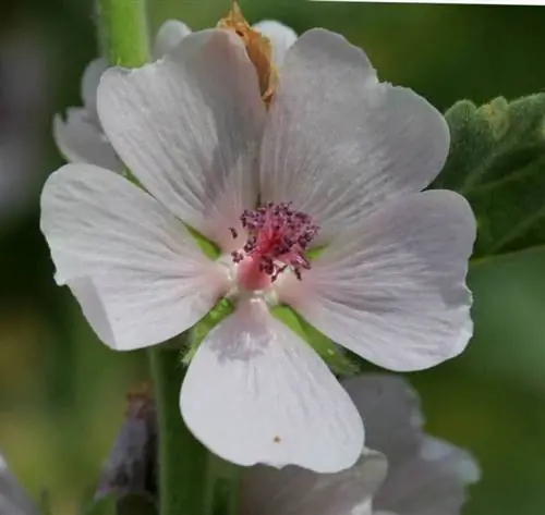 алтей лекарственный