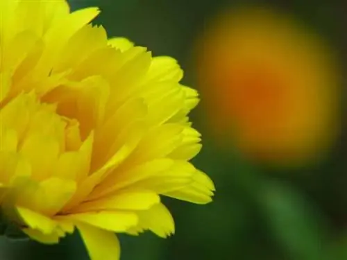 Десять лекарственных растений, которых не должно быть в вашем саду