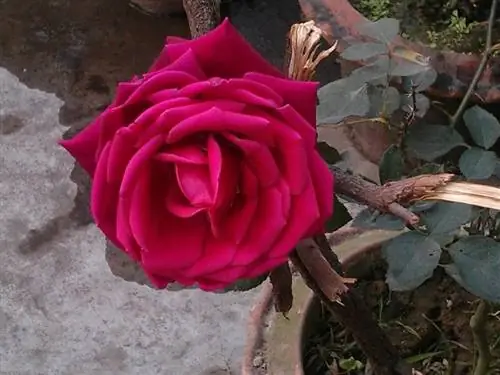 Красная роза