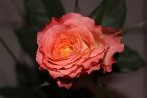 Как вырастить и размножить розовый куст