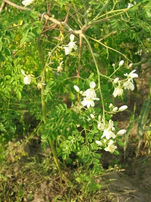Свойства и использование Moringa oleifera