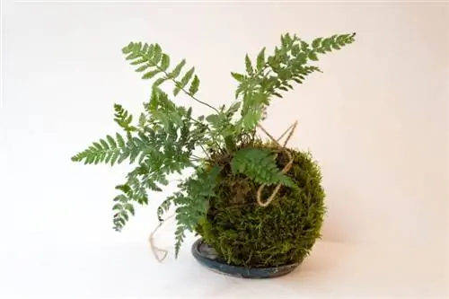 папоротник