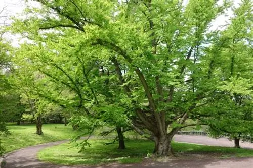 Cercidiphyllum_japonicum