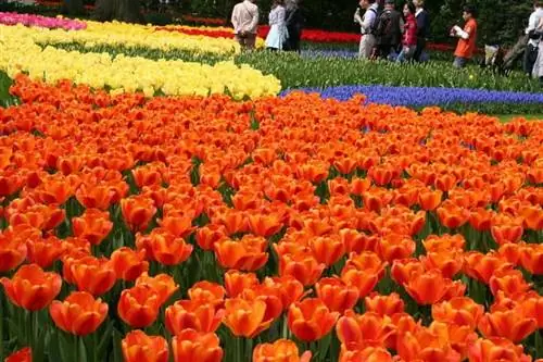 История тюльпанов