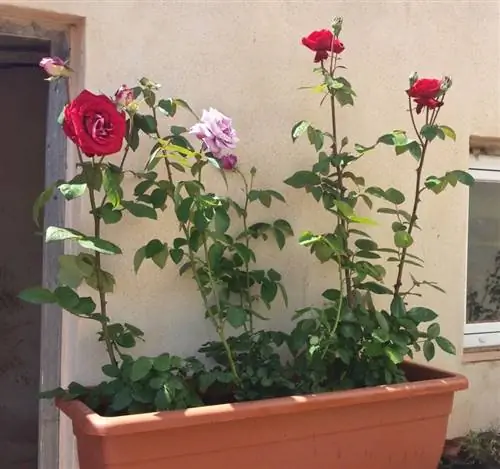 посажены кусты роз