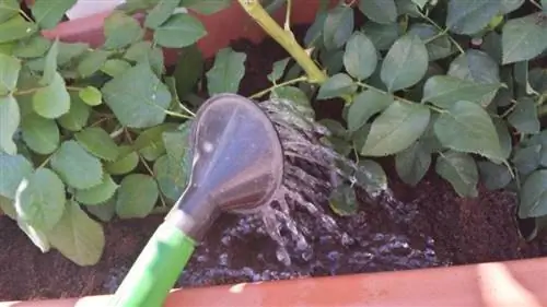 полив розовых кустов