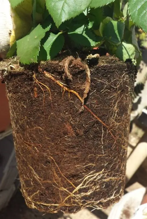 корневой ком