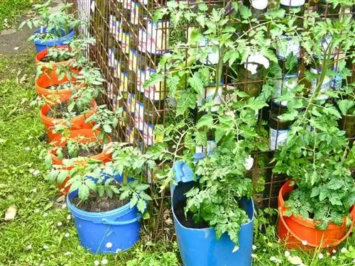 выращивание овощей кубиками