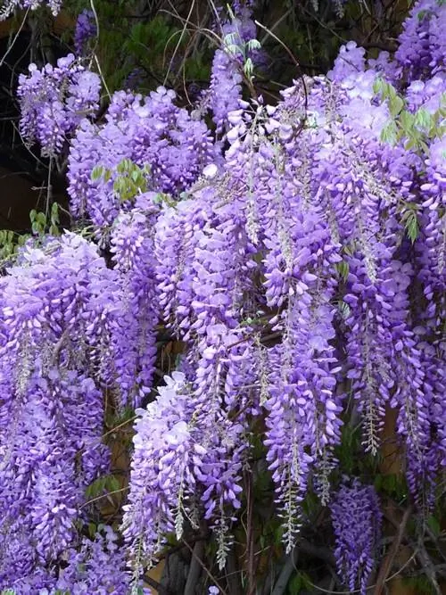 Wisteria sinensis: цветок из перьев