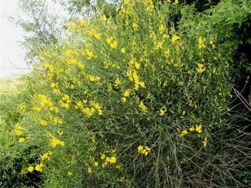 спартиум юнсеум