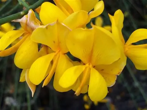 Спартиум юнсеум цветы