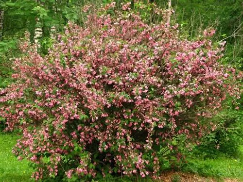 витиеватая вейгела