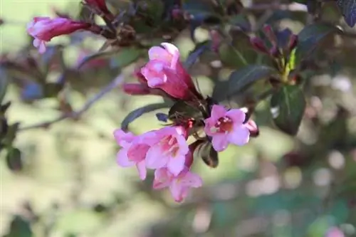 Два интересных куста в горшке